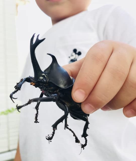 Amazon | 【Sクラス・15g以上】国産カブトムシ幼虫 5匹｜初心者・観察
