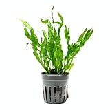 SubstrateSource Live Plants - Java Fern 'Flaming' (Microsorum pteropus) - Low to Medium Light Aquarium Display, Bright Green Accent, Midground Tank, Freshwater Aquatic Plant - Pot