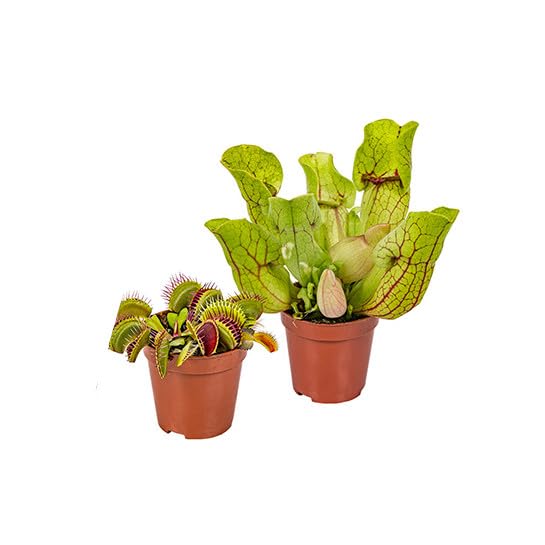 Pack Duo Carnívoro Venus y Sarracenia: Plantas Naturales Auyenta Insectos