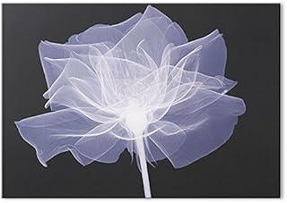 Graham and Brown 42252 X-Ray Rose Canvas