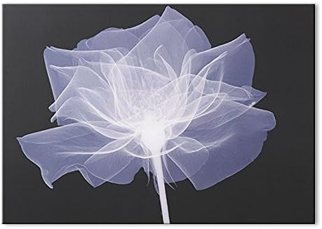 Graham and Brown 42252 X-Ray Rose Canvas