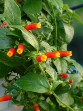 Live Candy Corn Cuphea Plant, Hummingbird Attracting Flowering Plant, Red-Orange-Yellow Blooms, 3...
