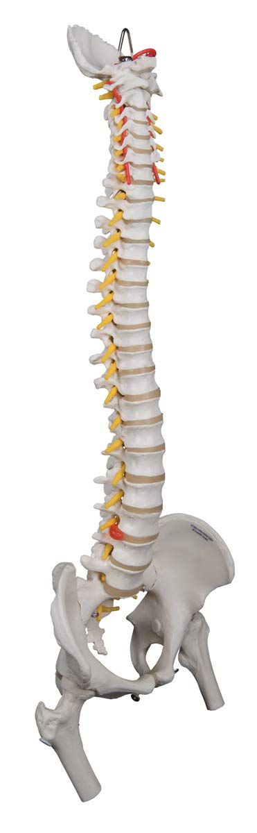 3B Scientific A59/2 Highly Flexible Spine w/ Femur Heads - 3B Smart Anatomy