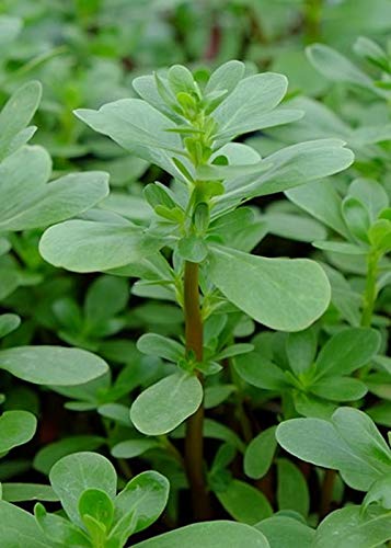 Green Purslane Seeds - 25 Count Seed Pack - Non-Gmo - A Leafy Vegetable With A Slightly Sour And Salty Taste. - Country Creek Llc #TOP20