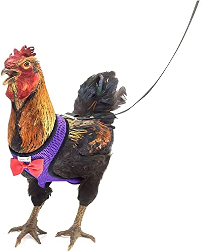 Arnés de pollo, 15,24 cm,...