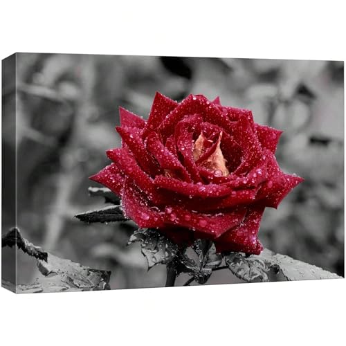Impression sur toile de rose rouge 50x70cm avec gouttes d'eau pour décoration murale