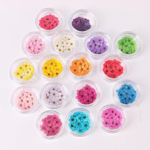 100 piezas de flores secas de narciso prensadas con caja miniatura 2