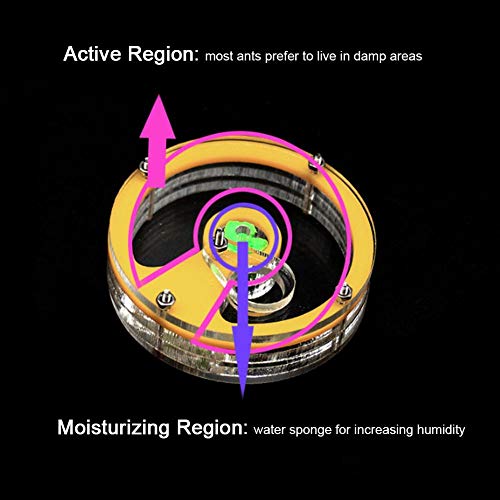 Jimfoty Formicaio didattico, formicaio educativo