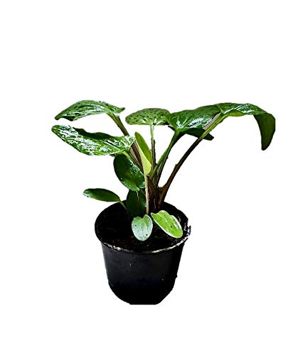 Root Bridges African Hosta Plant (Pot Included)