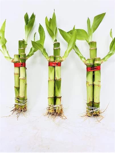 Paquete de 3 juegos de arreglos de bambú de la suerte de 3 tallos