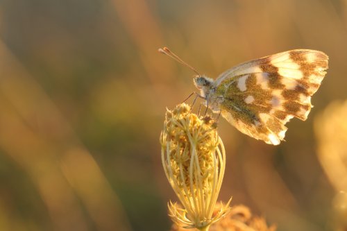 Tamron SP 90 mm F/2,8 Di USD Makro-Objektiv 1:1 für Sony schwarz – Bild 5