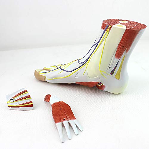 Modèle d'anatomie du pied pour comprendre la hiérarchie médicale