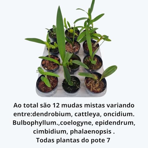 Kit 12 Orquideas Variadas Planta Exótica Mudas Rara Pote 7