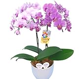 胡蝶蘭 2本立ち リンリン ランラン 寄せ合わせ ピンク系 4.5号鉢 椎名洋ラン園 胡蝶蘭の育て方付き