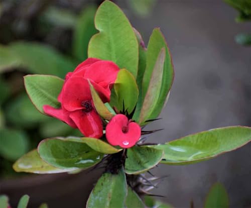 Image of Euphorbia Mili Red Live Flower Plant | Crown of Thorns Ornamental Succulent | Hardy Indoor Outdoor Blooming Plant with Pot | Decorative Houseplant for Home Garden a€ inch Pack of 1