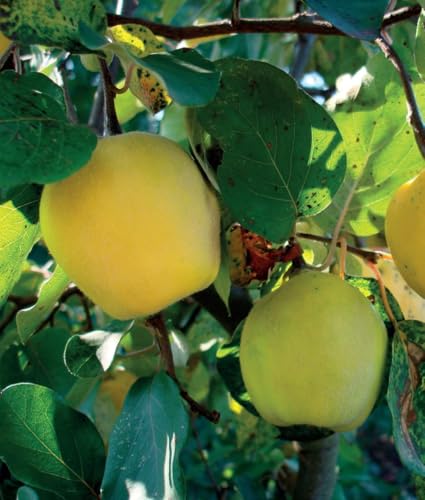 Quitte Leskovac 2L - Ein Busch mit einzigartigen Früchten