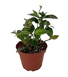 Mona Lisa Lipstick Plant 4' Pot - Aeschynanthus -