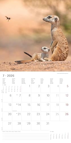 Alpha Edition - Erdmännchen Kalender 2026 – Wandkalender 30x30 cm – Für Tierfreunde & Erdmännchen-Fans – 12 bezaubernde Fotografien, viel Platz für Notizen, mit Feiertagen & Ferienterminen: Suricates