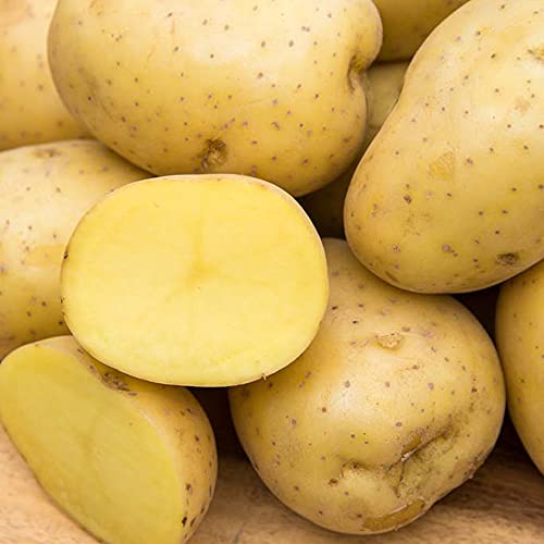 GURNEYS - Yukon Gold Seed Potato Dormant Bare Root Vegetable Bulbs Each Offer Includes one 2 lb. Bag Due to State restrictions Cant Ship to: ID ME MT or NE