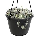 Variegated String of Hearts Hanging Basket, Ceropegia linearis Woodii, String of Hearts Plant Live Succulents Plants Live Houseplants, House Plants Indoors Live Indoor House Plants by Plants for Pets