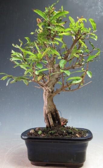 盆栽【ザクロ】 Amazon.co.jp: 盆栽 ネジ幹ザクロの鉢植え盆栽(3173)【現品】 : DIY