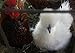 12 Fertile Bantam hatching chicken eggs variety color