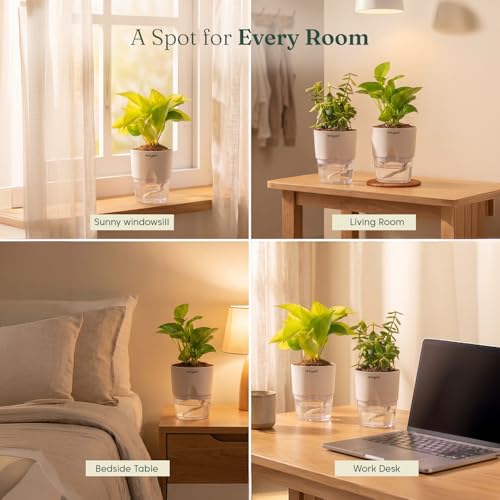 Image of Kyari Lucky Combo of 3 Indoor Plants - Golden Money, Green Money & Jade with Poetic Black Self Watering Pot - Live Plants for Home Decor & Living Room - Vastu Friendly Plant Set