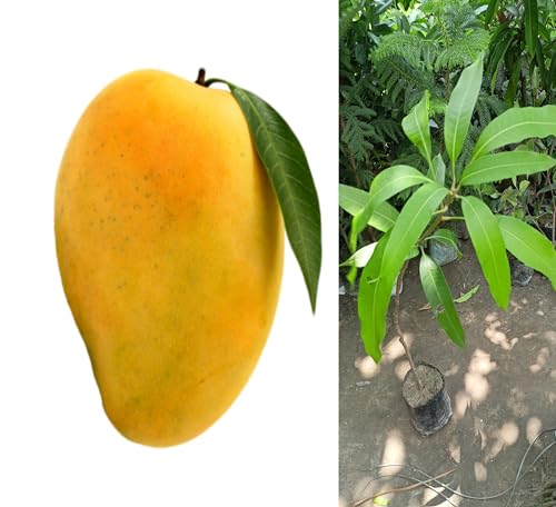 Image of Ratnagiri Alphonso Mango Plant Grafted Live Hapus Tree 2-3 Feet