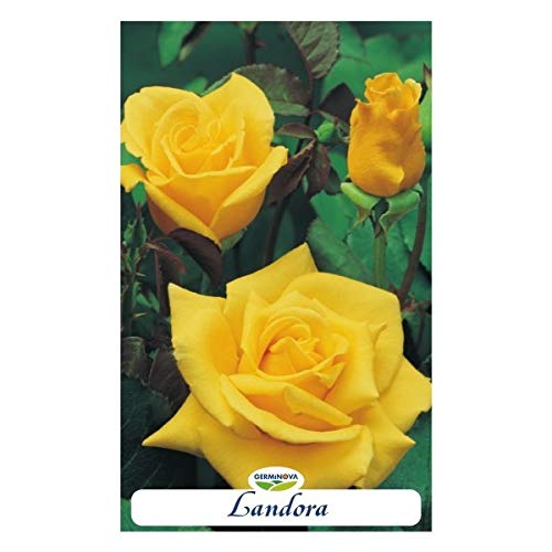 Rosal grandiflora color amarillo- Landora en bolsa (en cepellón)