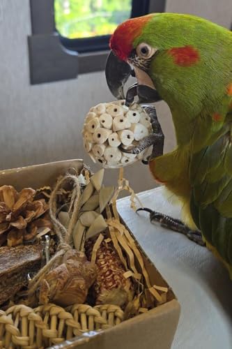 bird toy for ringneck parrot that will surprise your feathered friend 8 2 in 1 Parrot Toys, Tyotrbs Parakeet Foraging Box DIY Hanging String with Comes with 2 Hooks Bird Toy for Parakeets,Cockatiels,Conures,Love Birds Cage Accessories for Small to Medium Birds