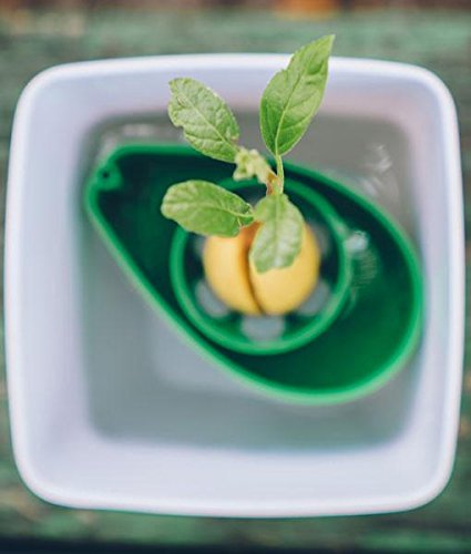 AvoSeedo Bowl Set Grow Your Own Avocado Tree, Evergreen, Perfect Avocado Tree Growing Kit for Every Avocado Lover with Plan Pot – Green & White