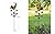 Westcharm 48 in. Crowing Metal Rooster Weathervane | Wind Wheel Decorative Garden Stake with Rooster Ornament | Chicken Garden Weather Vane