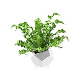 Justplants
