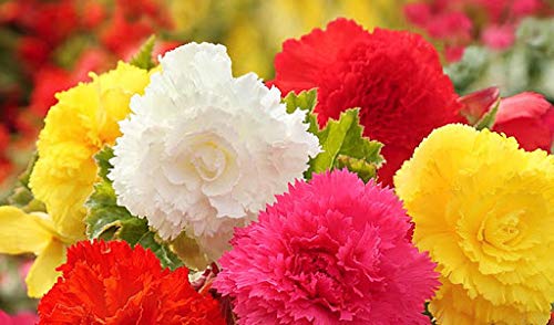 Radha Krishna Agriculture Lavishness Begonia Tuberous Flower Bulb Pack of 10 Bulbs (B085N3RKBD) Amazon Price History, Amazon Price Tracker