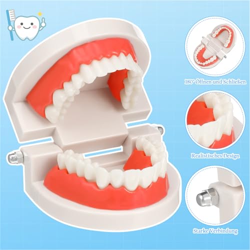 Rosenice Anatomisches Zahnmodell Gebiss, Professionelles Dental Demonstrationsmodell aus PVC, Zahnersatz-Mundmodell Demonstration, Erweiterbar um 180° für Zahnunterricht oder Mundpflege