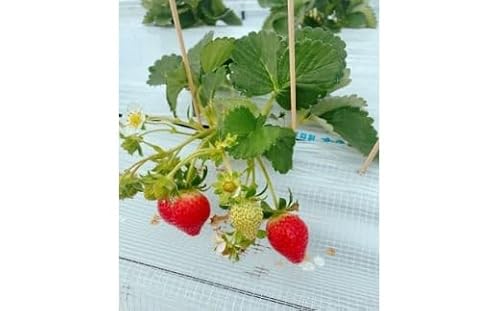 福岡県産 苺 よつぼし 250g×4パック[ナチュレッシュ・ファーム・ジェイピー]