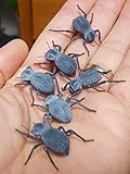 Blue Death Feigning Beetle (Group of 5) - Fun and Easy Care - Live Ironclad Beetle!