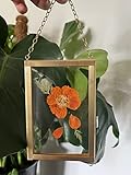 Cuadro de Flores Prensada Naturales Secas | Con Marco Color Dorado Metálico | Regalo Ideal para Amantes de las Plantas y Naturaleza