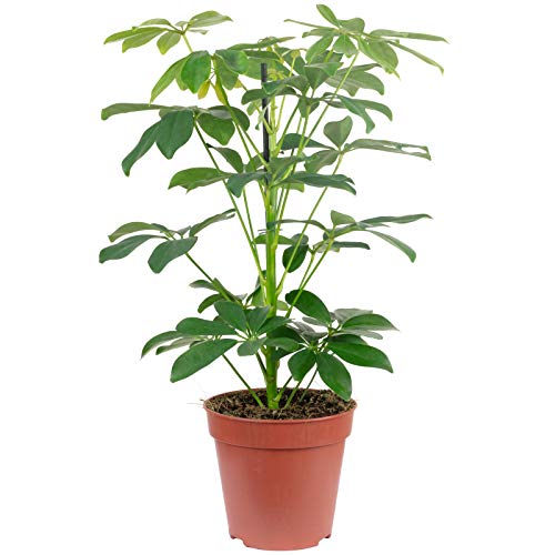 Strahlenaralie Mix - echte Zimmerpflanze, Schefflera - Höhe ca. 45 cm, Topf-Ø 13 cm - Image 6