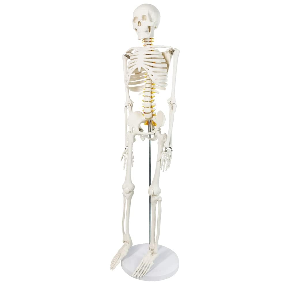 Mini model szkieletu ludzkiego 1/2 naturalnej wielkości do anatomii 85 cm z układem nerwowym, zdejmowanymi ramionami i nogami, 1 zestaw