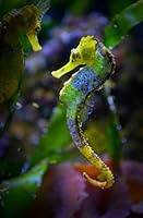 Never Forget Another Password For Seahorse Lovers: The Password Book to Simplify Your Life and Never Forget any Email, Software, Social Media, or Streaming Service Passwords Again 1649534566 Book Cover