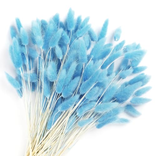 Songjum 120 caudas de coelho secas, flores, caudas de coelho lagurus, decoração de erva de pampas azul bebé, decoração de erva seca de pampas para arranjos florais, ramos de casamento,