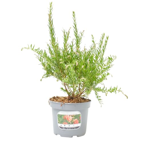 Verdecora Grevillea en maceta de 3L | Variedad de colección Arbusto | Perenne con Floración Exótica y Follaje Elegante | Ideal para Jardines y Bordes