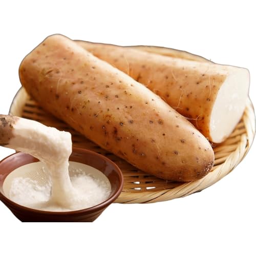 洞爺湖町産 訳あり 長芋 約10kg 2025年11月下旬から順次お届け 長いも 国産 北海道産 訳アリ 家庭用 不揃い とろろ 山かけ ステーキ 生食 調理 野菜 芋 旬 北海道 洞爺湖町