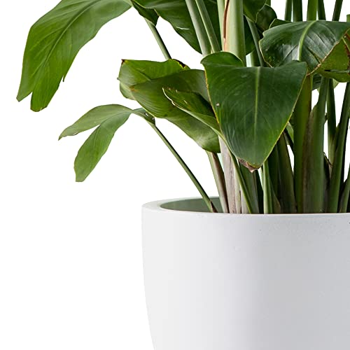 Image of Kante 10 Inch Dia Round Concrete Planter, Indoor Outdoor Large Plant Pot with Drainage Hole and Rubber Plug for Home Patio Garden, Pure White