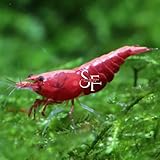 SF Aquatic™ 20 FIRE RED Shrimps High Grade Neocaridina Live Freshwater Aquarium Shrimps. Mature Breeding Age. Live Arrival Guarantee.