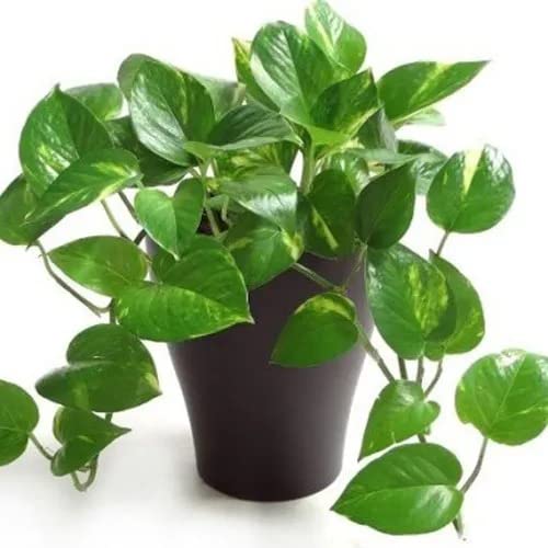 Cloud Farm Money Plant Indoor Hybrid Live Plant for Decoration, Natural Air Purification CF-29 (B0BBB1V28T) Amazon Price History, Amazon Price Tracker