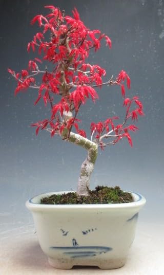 Amazon.co.jp: 盆栽 モミジ（出猩々）（曲付き）の鉢植え盆栽【現品
