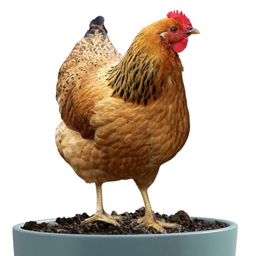 鶏庭アート 2Dアクリル鶏スタチュー|屋外用鶏庭装飾 耐候性ガーデンオーナメント|庭 芝生 パティオ バルコニー 花壇用 装飾置物|ユニークな動物モチーフ ガーデンデコレーション オブジェ インテリア 鶏の置物 庭園装飾品 ギフト プレゼント 屋外インテリ