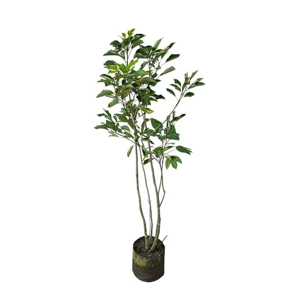 Amazon.co.jp: S3-カクレミノ 株立 樹高1.5m前後 露地苗 : DIY